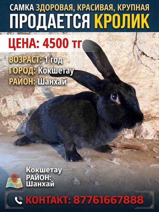Продам кроликов разных пород