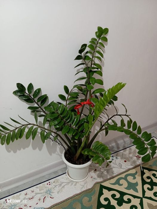 Продам Комнатные цветы большой