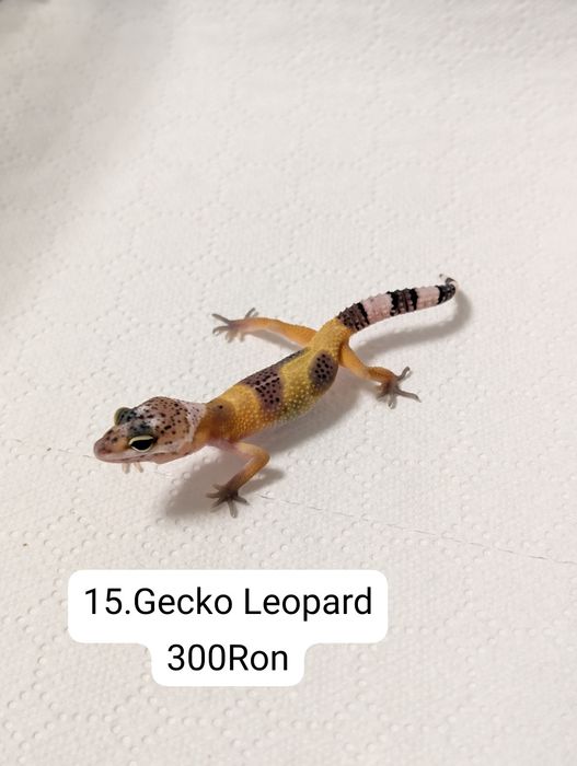 Soparla Gecko Leopard