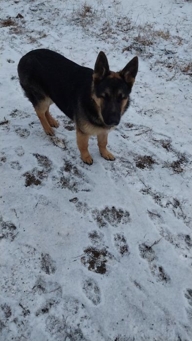 ВНИМАНИЕ!!! Пропала собака!