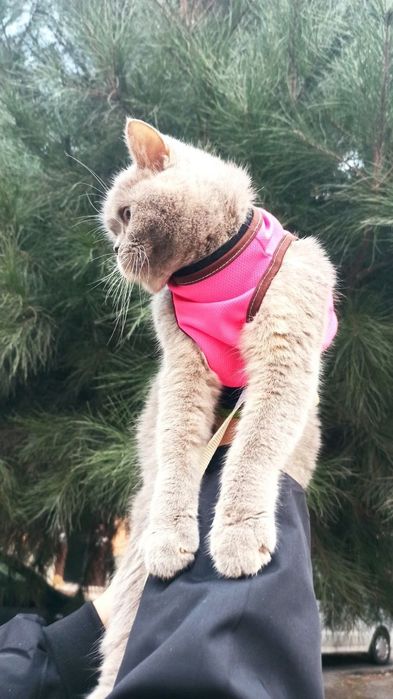 Срочна лиловая окрас британка сотилади