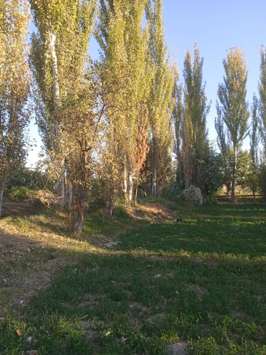 Sifati yaxshi qurtlamagan arzon