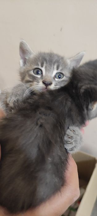 Продаются котята