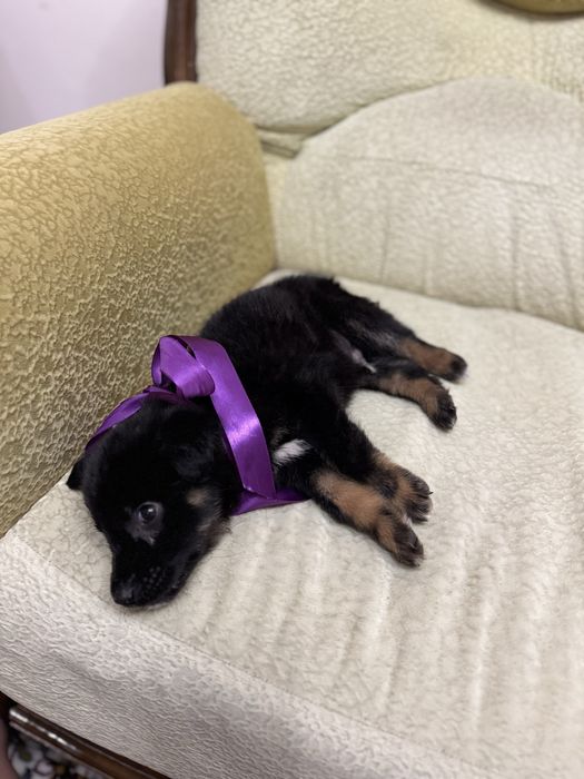 Пристраивается щеночек