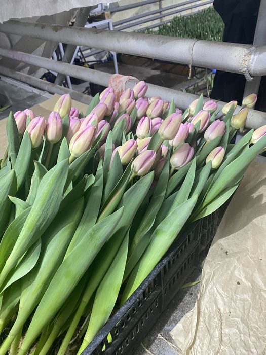 Тюльпаны оптом!
