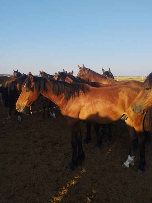 Продам 2х 1.5годавалых жеребчиков