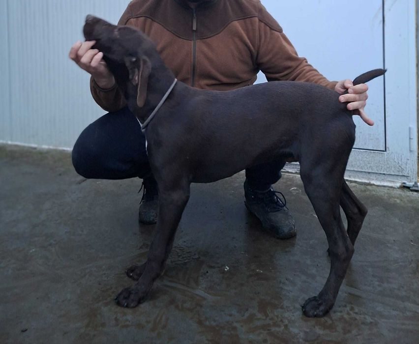 Мъжки кученца курцхаар на 6 месеца