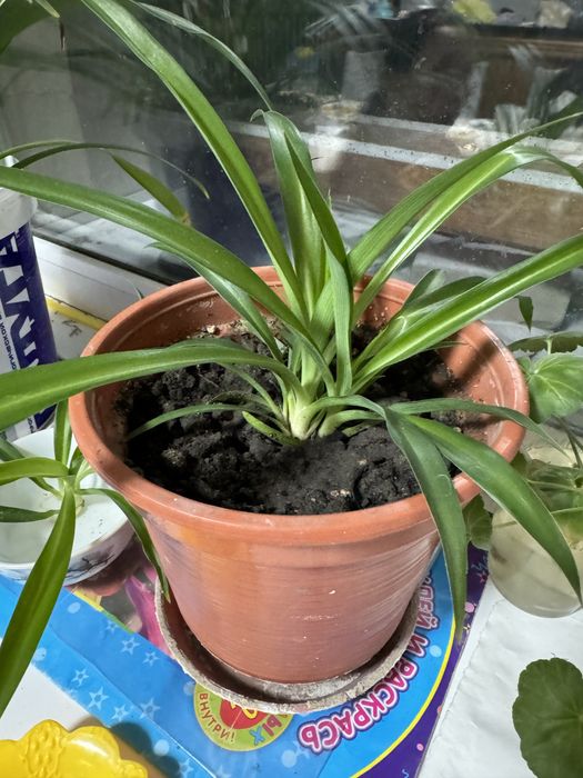 Цветы в горшках разные