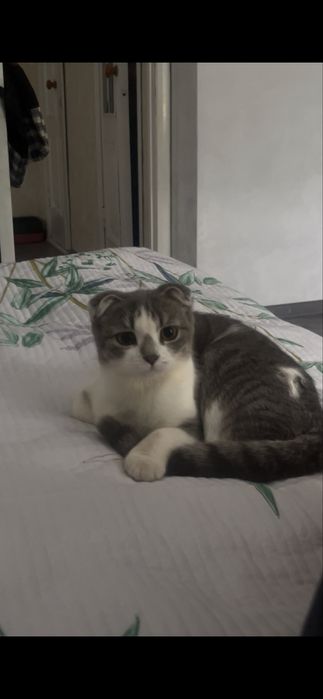 продам вислоухую кошку