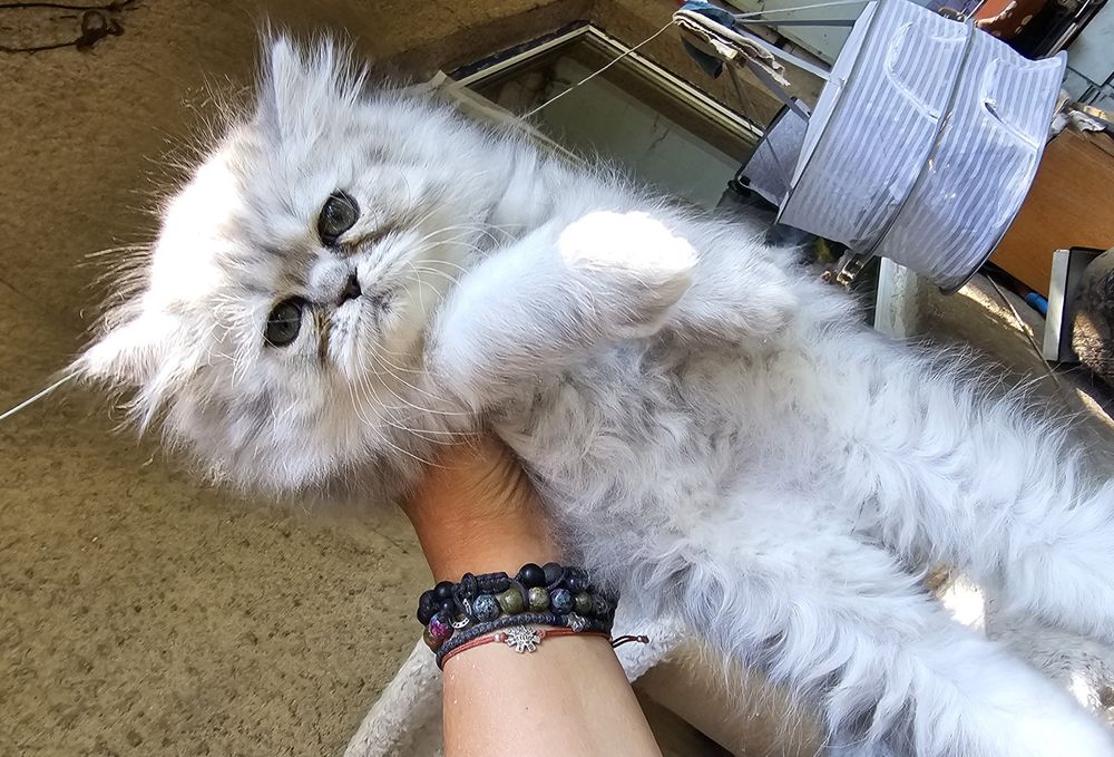 Персийски котенца