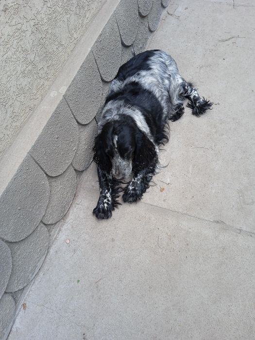 Продам щенков спаниеля