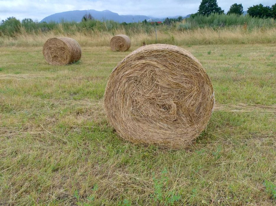 Vand   25  Bucati  baloti rotunzi de lucerna si otava .