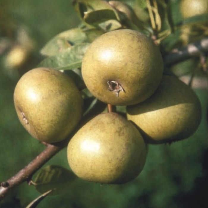 Par Soiul Josephine de Malines