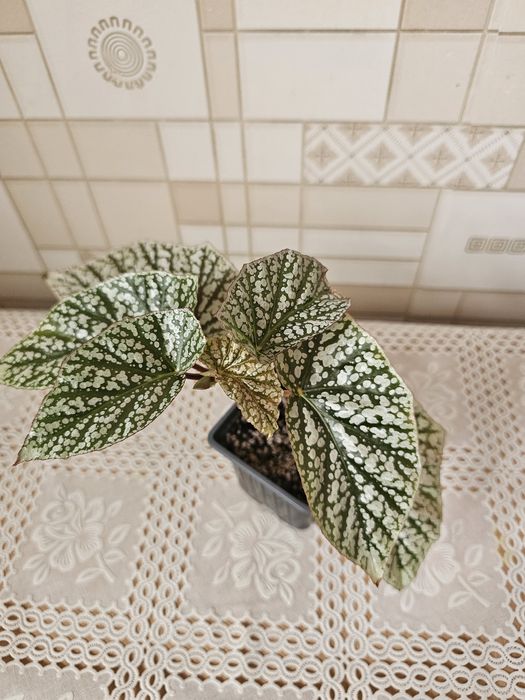 Обалденная бегония