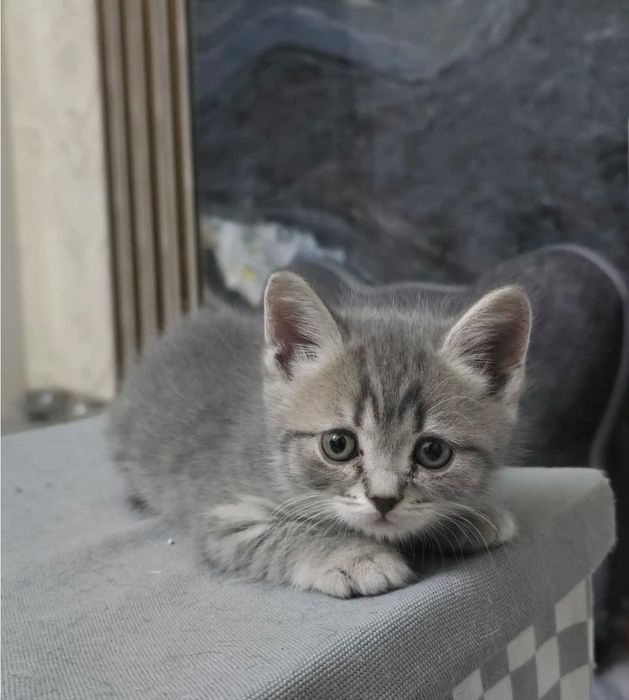 Котенко 1.5 мес девочка шотоандская