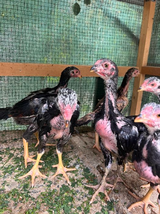 Жужалар сотиладии