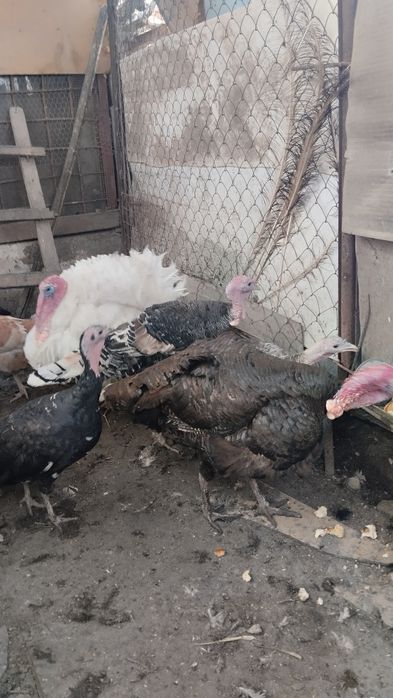 Продам индюшек и индюка