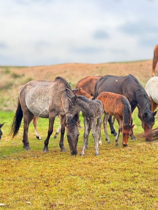 Бие сатылады сартөбе