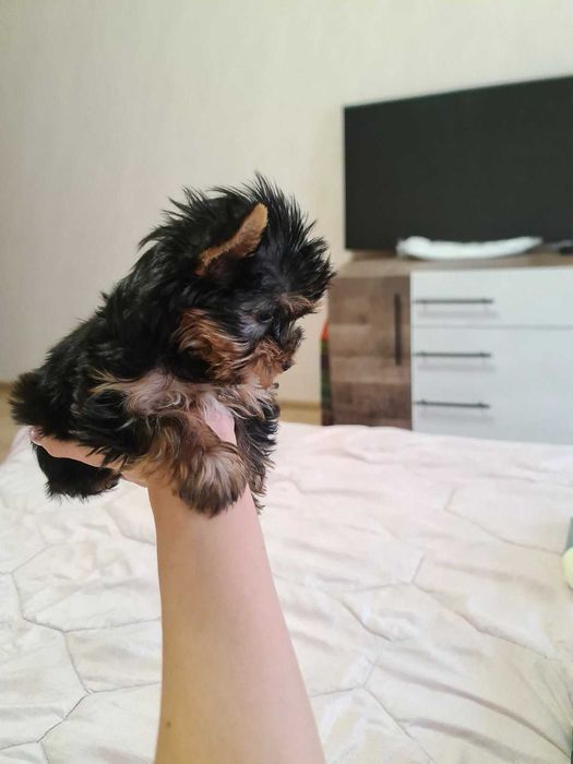 Женско МИНИ йорки