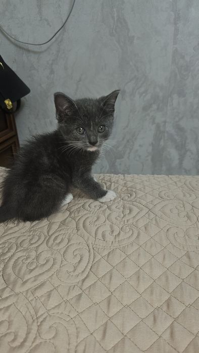 Отдам котенка девочка в хорошие руки