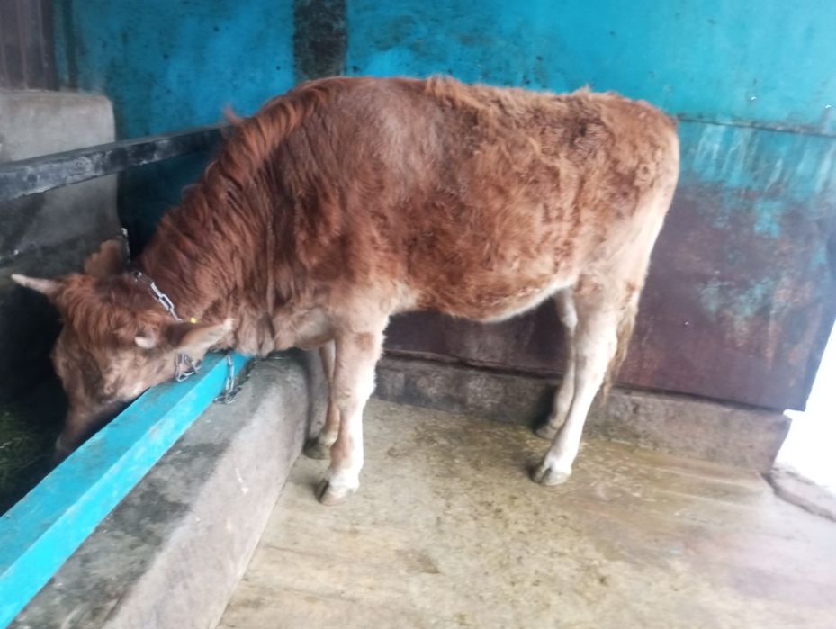 Продам жирную телку