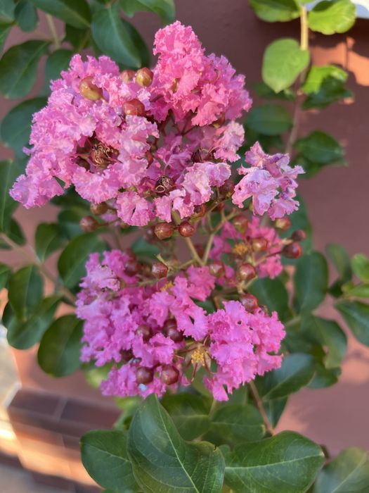 Liliac Indian Fucsia și Mov1,5 m