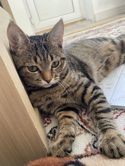 кошка в добрые руки