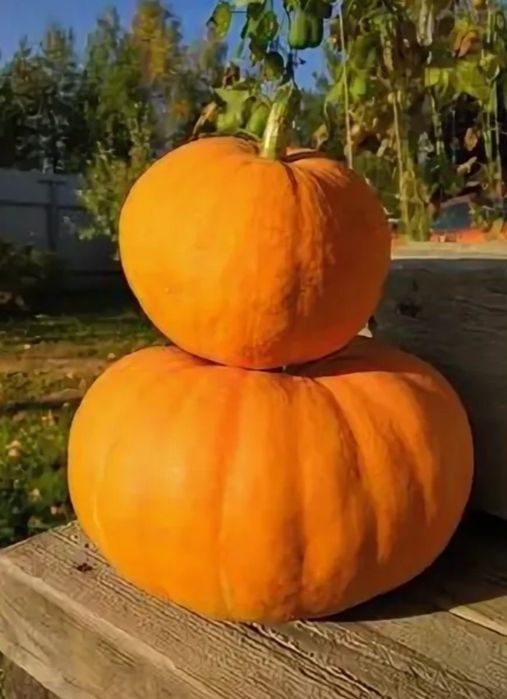 Тыква домашняя крупная
