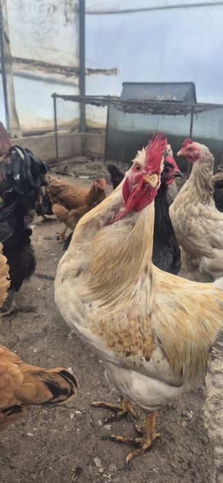 3 Cocoși de vanzare