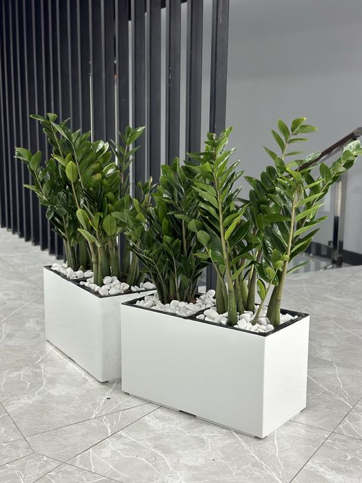 Растения для офиса хона гуллари