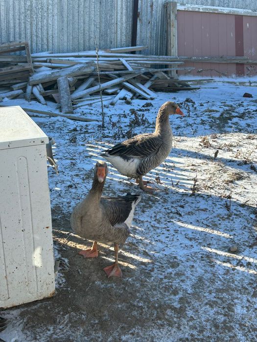 Қаз сатылады шт 15мың