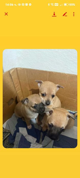 Чихоахоа- пинчер