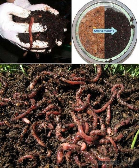 Биогомус для огород