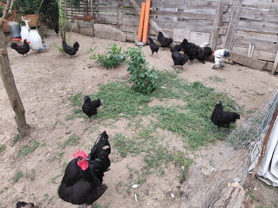 Vând găini Australorp