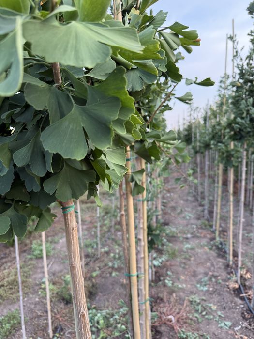 Ginkgo biloba - Arbori ornamentali