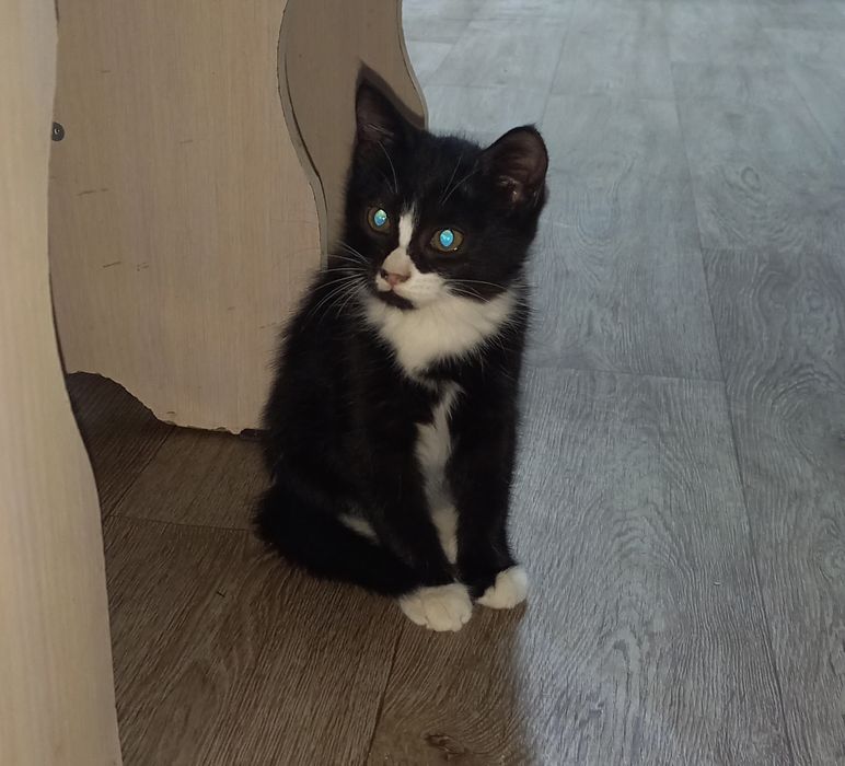 Отдам котят в добрые руки