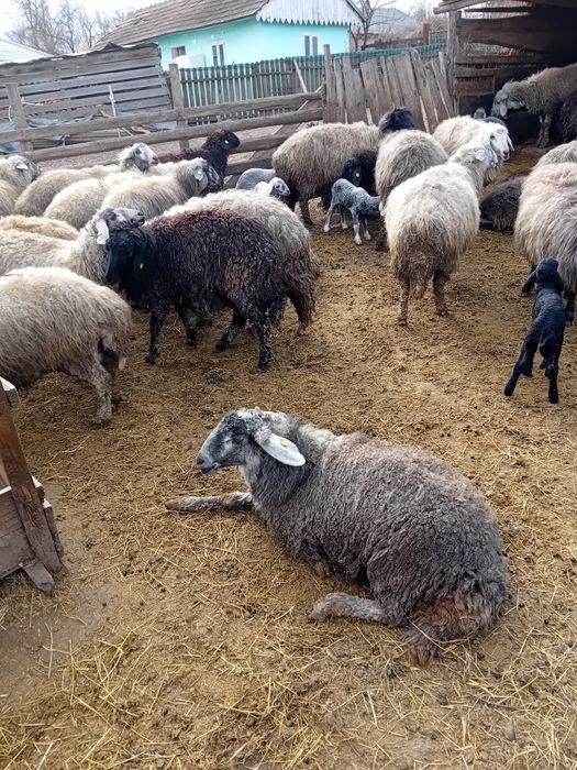 Vând oi   cu miei,  cârlan,berbeci!