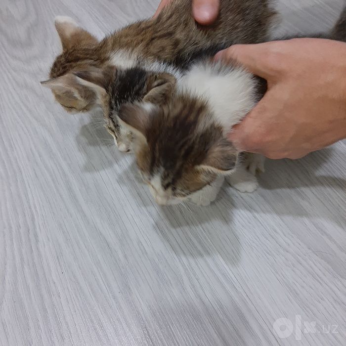 Отдам в добрые и заботливые руки очаровательных котят бесплатно!