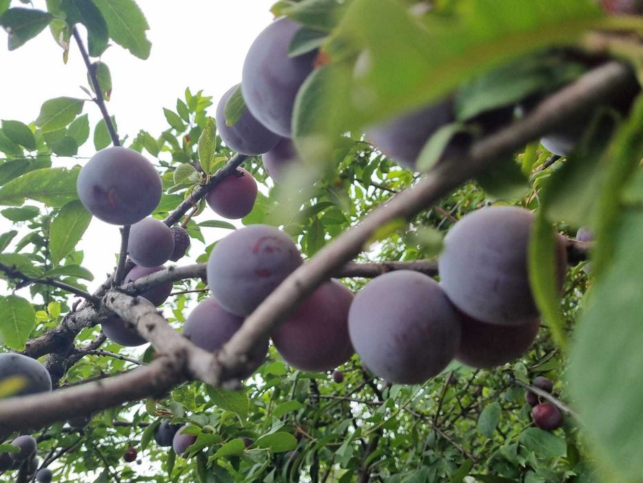Продам СЛИВУ сочную, сладкую. Самосбор.