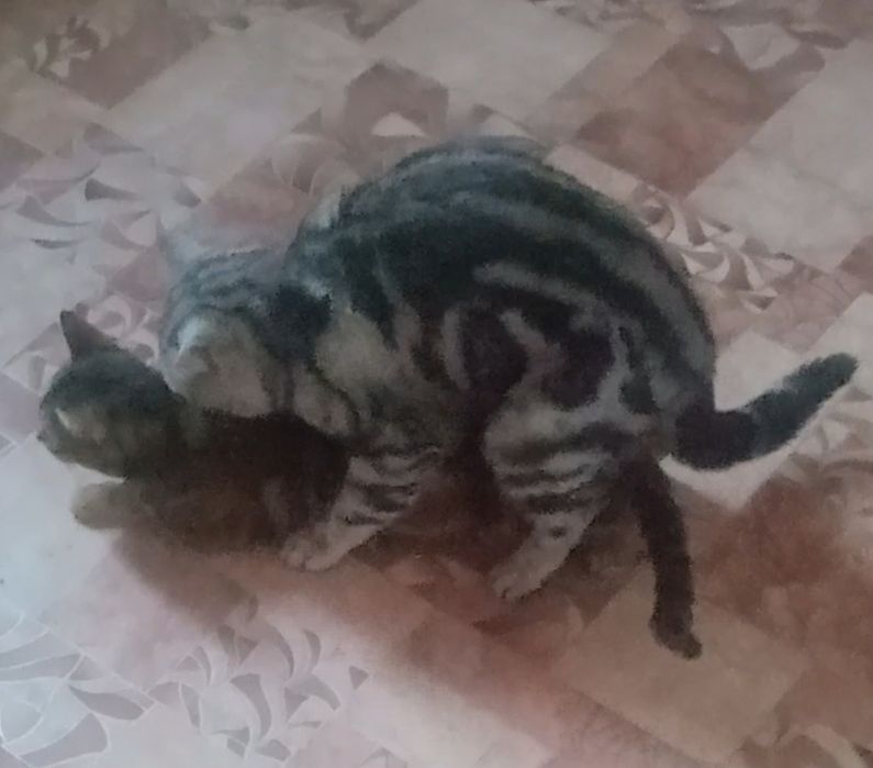Вязка Шотландского кота