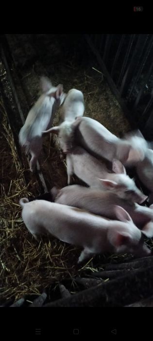 Продам поросят месячных