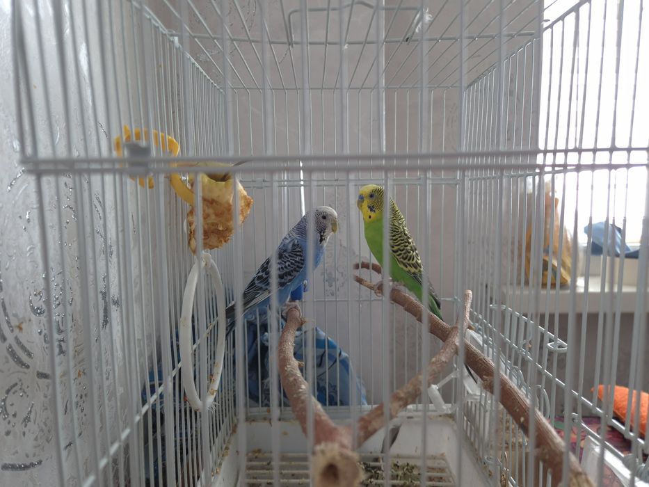 Продам двух волнистых попугаев