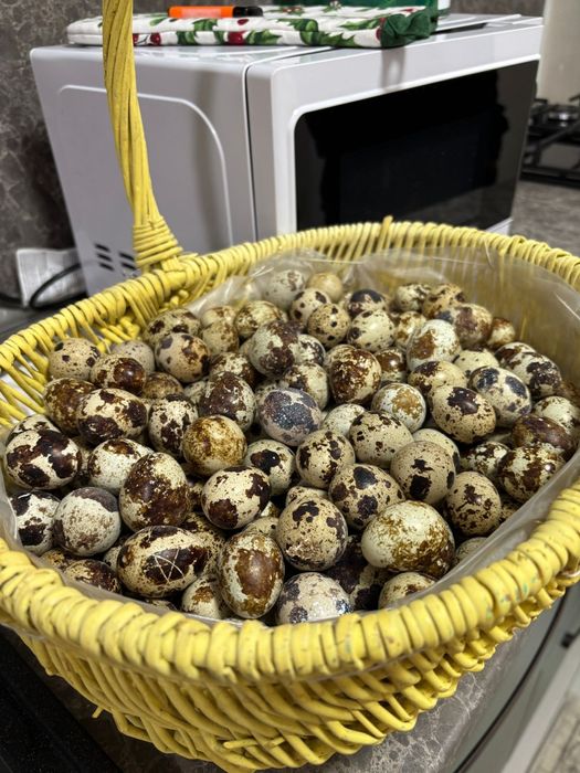 Prepelite de toate vârstele