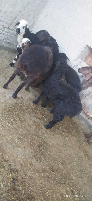 3 oylik shirboz erkak barra jivoy ves 35 kg