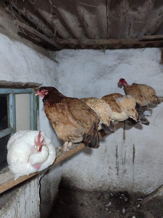 Продам домашних курей по 5000т