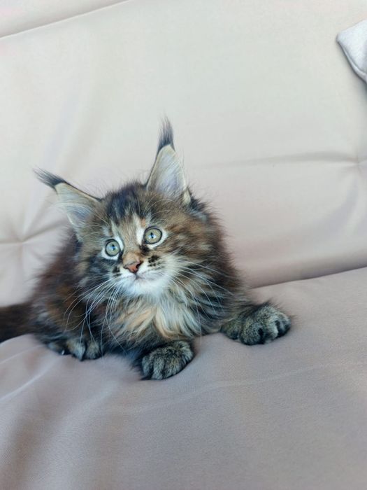 Котята породы Мейн Кун