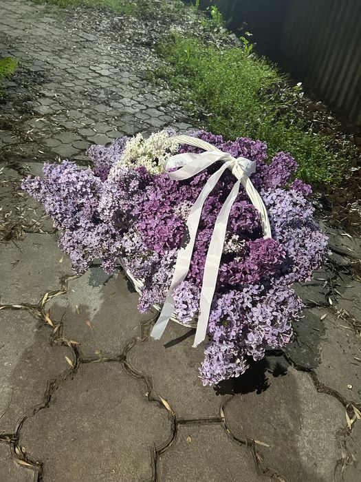Сирень Алматыыыыы