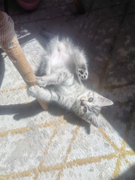 Котята, мама скотиш фолд