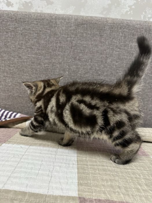 Шотландская кошка шотландский
