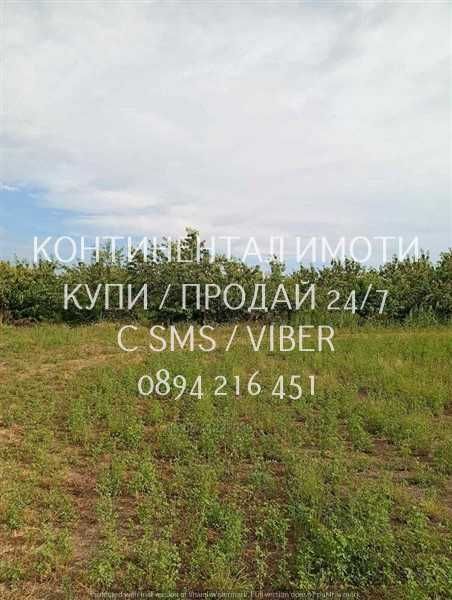 Код 70004. Плододаваща черешова градина 9500м2, разположена на стената на язовир